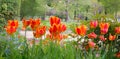 park landscape with orange blooming tulips, Westpark munich