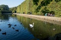 Park landscape with swan