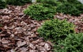 Park landscaping wood bark Royalty Free Stock Photo