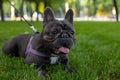 In the park on the lawn, a french bulldog is sprawled looking forward, sticking out his tongue from the fact that he wants to Royalty Free Stock Photo