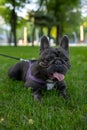 In the park on the lawn, a french bulldog is sprawled looking forward, sticking out his tongue from the fact that he wants to Royalty Free Stock Photo