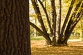 Park - lighted tree Royalty Free Stock Photo