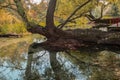 Autumn landscape with a reflected centuries-old tree on the lake in the beautiful Agia Varvara park. Drama, Greece. Royalty Free Stock Photo