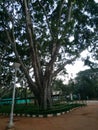 Park, lonely tree, grass, sky, lamp post