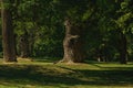 Park with lush green and knotty oak trees in sunlight Royalty Free Stock Photo