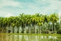 Landscape with lush palm trees and lake against a turquoise sky