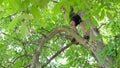 park, a man endangers himself on a very high tree without insurance, cuts off old dry branches.