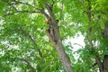 park, a man endangers himself on a very high tree without insurance, cuts off old dry branches. Royalty Free Stock Photo