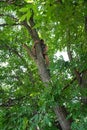 park, a man endangers himself on a very high tree without insurance, cuts off old dry branches.