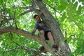 park, a man endangers himself on a very high tree without insurance, cuts off old dry branches.