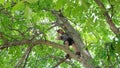 park, a man endangers himself on a very high tree without insurance, cuts off old dry branches.