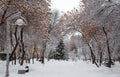 Park with maple, spruce, birch trees covered in snow