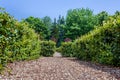 Park maze of green hedge bushes in the backyard. Royalty Free Stock Photo