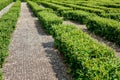 Park maze of hedged deciduous bushes in the backyard.