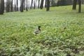 Drake and duck, Minsk, Belarus. Royalty Free Stock Photo