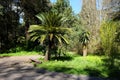 The park of Mon Repos in Corfu town, Greece