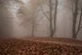 Foggy forest in the autumn season with red carpet of leaves Royalty Free Stock Photo