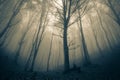 Panoramic view of the foggy autumn forest in the mountains Royalty Free Stock Photo