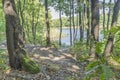 View of the lake through the forest