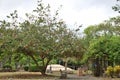 Park in the Old Town of San Juan, the Capital City of Puerto Rico Royalty Free Stock Photo