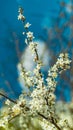 Park outdoor branch foliage blossom white flowers on tree in April time spring season vivid colorful day blurred background Royalty Free Stock Photo