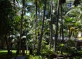 Park at the Pacific Coast on the Island Oahu, Waikiki Beach, Honolulu, Hawaii