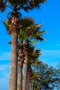 The park  palm sky on summer Royalty Free Stock Photo