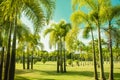 Park with palm trees against a teal sky. Map Prachan Reservoir Park, Thailand