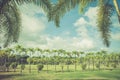 A park with palms and lawns against a teal sky. warm retro filter
