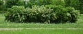 Park path along green bushes with white flowers Royalty Free Stock Photo
