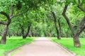 Park path in the apple orchard. Garden alley with a perspective receding into the distance Royalty Free Stock Photo