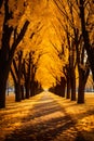 park path during the autumn season. It features a tranquil walkway flanked by rusty autumn trees on each side.