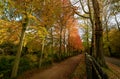 Park path with colorful trees in autumns Royalty Free Stock Photo