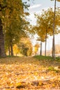 Park path covered in fallen leaves Royalty Free Stock Photo