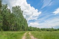 Scenic nature summer landscape walk through trees through the park. beautiful big trees Royalty Free Stock Photo