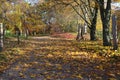 Park pathway covered with autumn leaves Royalty Free Stock Photo