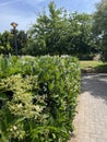 Park Pathway Flanked by Flowering Bushes Royalty Free Stock Photo