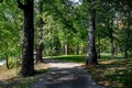 Park paved path between old lindens in a summer day