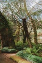 Park of Pena Palace in Sintra, Portugal. Rainforest with wild ferns Royalty Free Stock Photo