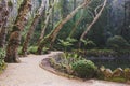 Park of Pena Palace in Sintra, Portugal. Rainforest with wild ferns Royalty Free Stock Photo