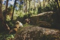 Park of Pena Palace in Sintra, Portugal. Rainforest with wild ferns Royalty Free Stock Photo