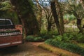 Park of Pena Palace in Sintra, Portugal. Rainforest with wild ferns Royalty Free Stock Photo