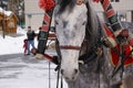A piebald horse harnessed to a sledge