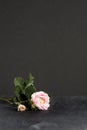 Park pink rose on the dark background Royalty Free Stock Photo