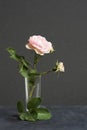 Park pink rose in the vase on the dark background