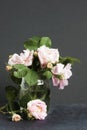 Park pink roses in the vase on the dark background Royalty Free Stock Photo