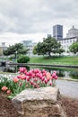 Park with tulips in the Old Port of Montreal Royalty Free Stock Photo