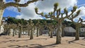 The park of Plane trees or Platanaceae trimmed using the topiary method Royalty Free Stock Photo