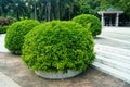 Park plant bonsai Royalty Free Stock Photo