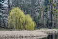 Park pond in early spring Royalty Free Stock Photo